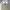 Dickies Casual Casual pants Pria tan khaki photo 2