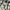 Burberry Luxury Casual trouser Wanita tan photo 3