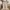 Burberry Luxury Casual trouser Wanita tan photo 1