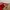GAP Minimalist Casual Casual dress Wanita red photo 2