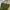 Giordano Green Army Chino Pants
