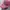 APC Realtree Camo Ripped photo 3