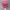 APC Realtree Camo Ripped photo 8