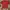 Kaos Hush Puppies Merah Basset Hound Second Original Prelove photo 2