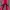 Mizuno Streetwear Sportswear Tracksuit Pria Pink Black