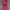 Mizuno Streetwear Sportswear Tracksuit Pria pink black photo 1
