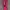 Mizuno Streetwear Sportswear Tracksuit Pria Pink Black