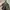 Longchamp LLH ( Large Long Handle ) in Terra photo 5