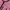 Blazer Daily Pink
