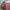 Blouse square neck Koral  / Dusty pink photo 2