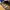 Adidas Samba Wales Bonner Pony Tonal photo 5
