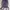 Fjällräven Sportswear Minimalist Backpack Wanita purple photo 4
