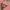 Guess Triangle Big Logo