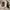Adidas JNE Prime Knit Hooded photo 5