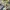Authentic Model Japan Mode All Over Printed Cotton Shirt photo 5