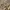 Dickies 874 x Gramicci khaki Chino pants rare dead stock photo 7