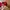 47 Brand Casual Sportswear Hat Pria red photo 3