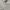 (BARU) Polo Shirt Pocket Arnold Primer Umbrella White Unisex photo 3