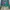 Vintage Crop Top Wanita Green