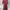 Dress Midi Scuba Maroon photo 1