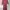 Dress Midi Scuba Maroon photo 4