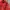 THE NORTH FACE RED POINT LIGHT JACKET photo 3