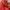 THE NORTH FACE RED POINT LIGHT JACKET photo 4