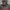 Dickies Grey Hoodie Art 22 Velvet photo 4