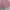 Short Pants Pink photo 2