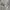 Obey Streetwear Hoody Pria white photo 4