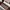MIU MIU LONG WALLET MATELASSE CAMMEO photo 1