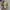 Adidas Streetwear Sneakers Pria brown photo 4