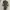 Yeezy Streetwear Sneakers Pria brown photo 4