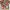 TSUMORI CHISATO By NIKO AND… Flowers Motive Shirt photo 4