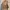 AMBUSH Casual Parka Wanita brown photo 2