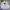 CN Guess  photo 1