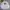 CN Guess 