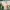 Peach blossom sheer crop photo 1