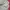 Japanese brand Luxury Casual Formal shirt Pria white red photo 4