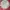 Japanese Brand Luxury Casual Formal Shirt Pria White Red