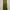 Rok Celana Olive photo 1