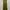 Rok Celana Olive