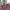 christy ng russo large burgundy photo 3