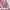 Mini skirt tartan babypink lace kawai vintage y2k photo 2