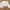 Crop Panjang V Neck Beige 