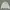 Crewneck Lacoste Big Logo Second