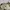 CARGO PANTS ABERCROMBIE CELANA PENDEK HEAVYWEIGHT CREAM ORIG photo 6