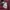 POLO SHIRT UNIQLO BASIC BURGUNDY photo 4