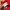 Lee Cook Sportif Red Nylon Short photo 6
