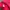 La Christie Hot Pink Shorts Size M photo 6